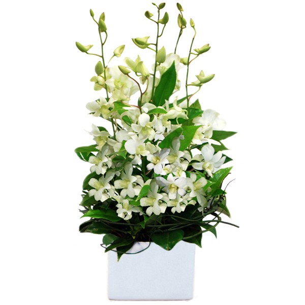 White Orchids – Pearl | Melbourne Florist