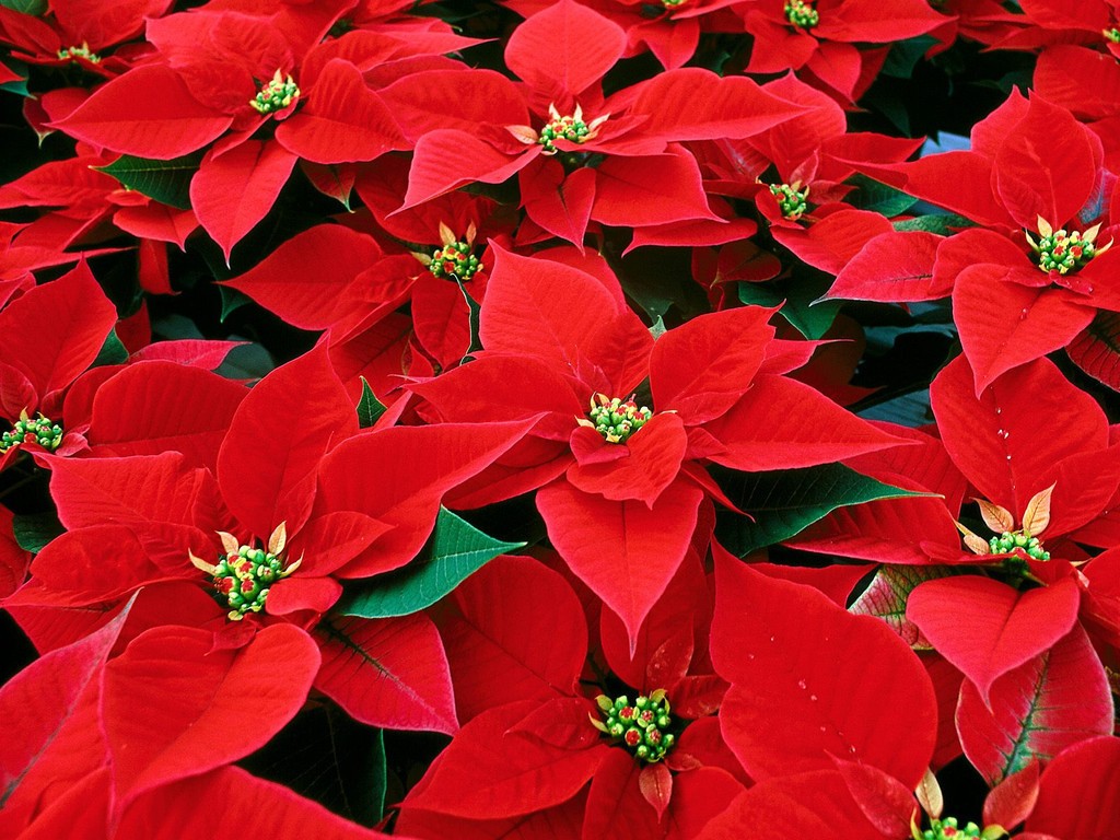 ﻿December birth flower Poinsettia