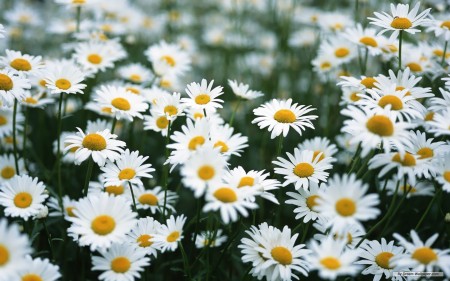 april birth flower daisy april birth flower